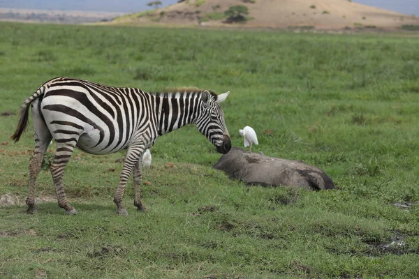 Zebra Feeding Grassland Kenya Afrique — Photo