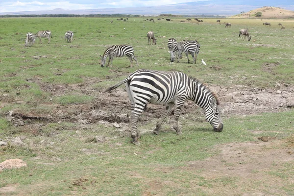 Kenya Afrika Sında Çayırda Beslenen Zebra — Stok fotoğraf