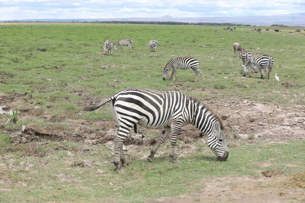 Zebra Feeding In The Grassland Kenya Africa