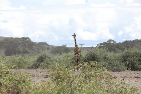 Жираф Дикій Природі Масаї Мара Кенія Африка — стокове фото