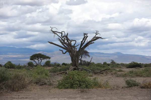 Suchý Strom Masai Mara Keňa Afrika — Stock fotografie
