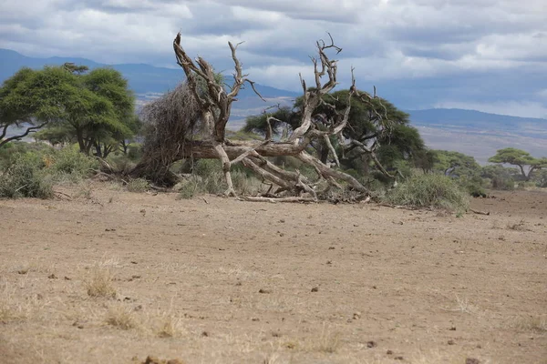 Dry Tree Masai Mara Kenya Afrique — Photo