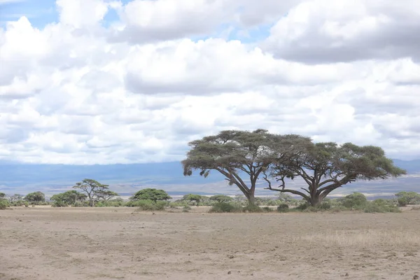 Ubicación Masai Mara Kenia África — Foto de Stock