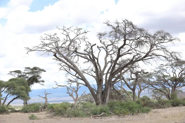 Suchý Strom Masai Mara Keňa Afrika — Stock fotografie