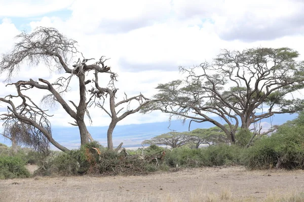 Suchý Strom Masai Mara Keňa Afrika — Stock fotografie