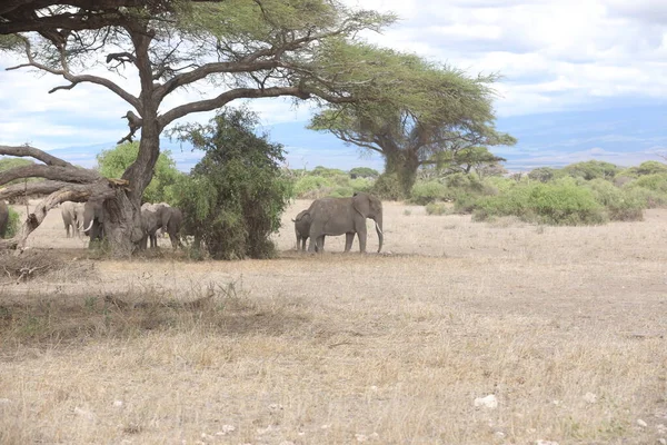 Kenya Afrika Fil Besleme — Stok fotoğraf