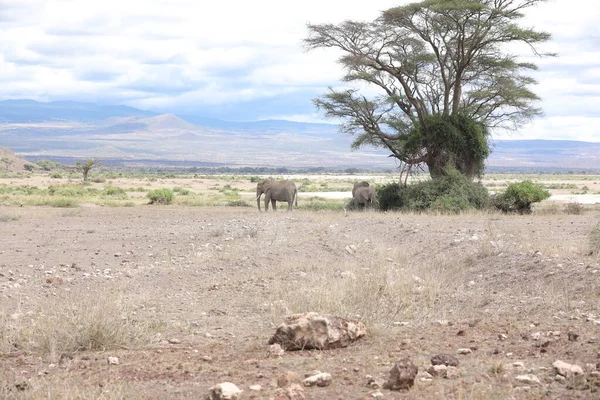 Alimentación Elefantes Las Praderas Kenia África — Foto de Stock