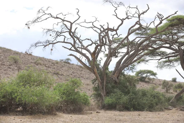 Dry Tree Masai Mara Kenya Africa — Stock Photo, Image