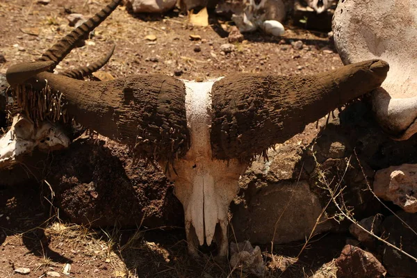 Animal Skull Masai Mara Kenya Afrika — Stock Fotó