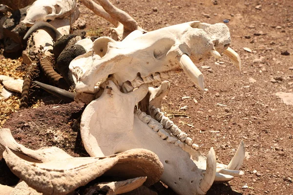 Animal Skull Masai Mara Kenya Africa