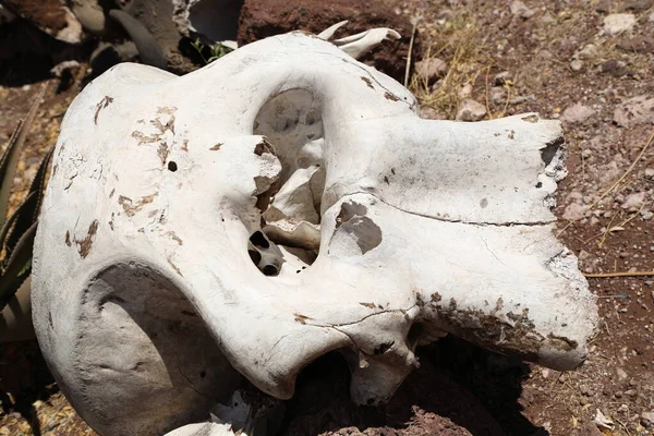 Animal Skull Masai Mara Kenya Africa