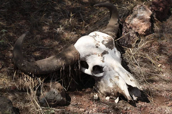 Animal Skull Masai Mara Kenya Afrika — Stock Fotó