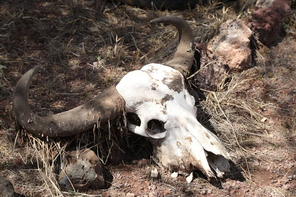 Animal Skull Masai Mara Kenya Afrika — Stock Fotó