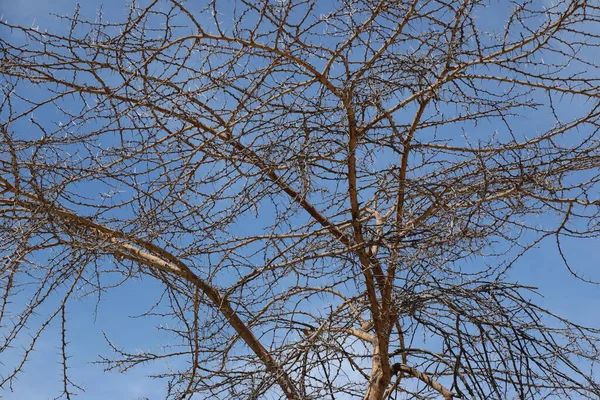 Textura Árbol Seco Desierto Masai Mara Kenia África —  Fotos de Stock