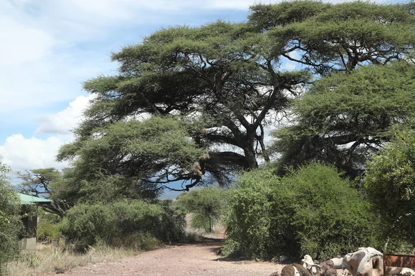 Elhelyezkedés Masai Mara Kenya Afrika — Stock Fotó