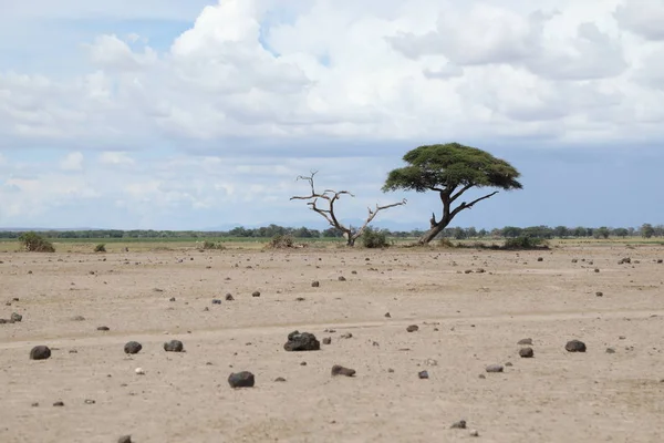 Silueta Tiro Árbol — Foto de Stock