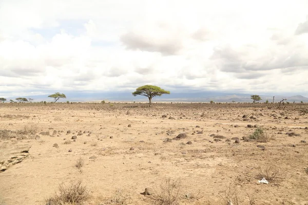 Silueta Tiro Árbol — Foto de Stock