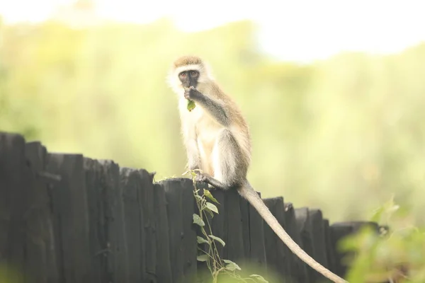 Affe Der Wand — Stockfoto