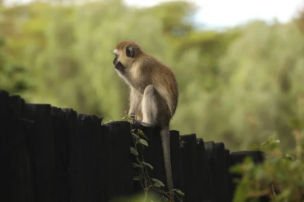 Małpa Ścianie — Zdjęcie stockowe