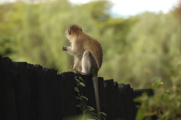 Monkey Wall — Stock Photo, Image