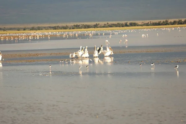 Yellow Billed Stork Birds Masai Mara Kenya Africa — Stock Photo, Image