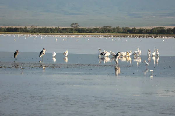 Yellow Billed Stork Birds Masai Mara Kenya Africa — Stock Photo, Image