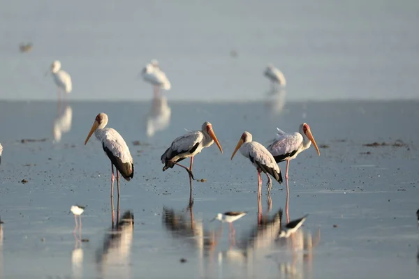 Gelbschnabelstorchvögel Masai Mara Kenya Africa — Stockfoto