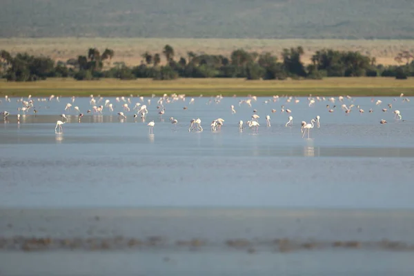 Yellow Billed Stork Birds Masai Mara Kenya Africa — Stock Photo, Image