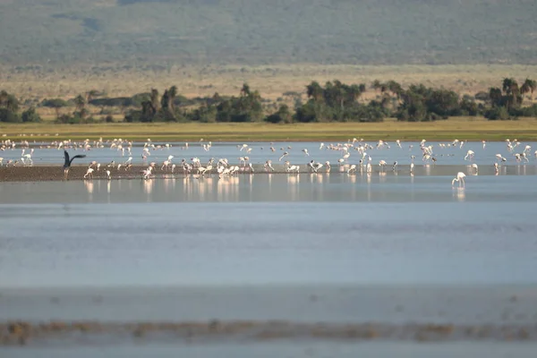 Uccelli Della Cicogna Fatturati Gialli Masai Mara Kenya Africa — Foto Stock