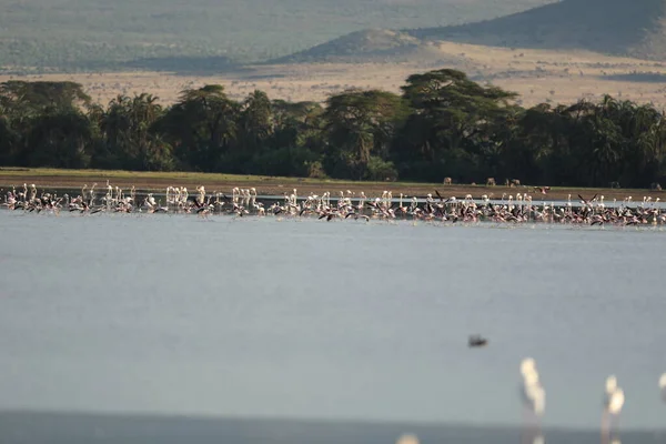 Yellow Billed Stork Birds Masai Mara Kenya Africa — Stock Photo, Image