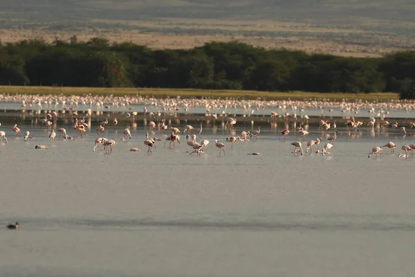 Yellow Billed Stork Birds Masai Mara Kenya Africa — Stock Photo, Image