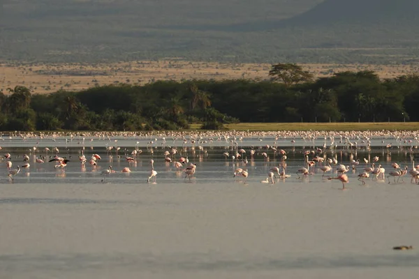 Uccelli Della Cicogna Fatturati Gialli Masai Mara Kenya Africa — Foto Stock