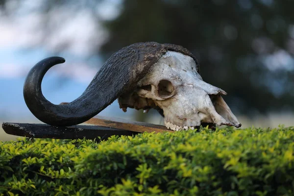 動物の頭蓋骨 Masai Mara Kenya Africa — ストック写真