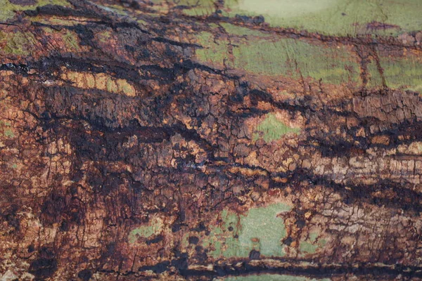Obrázek Makra Textury Kmene Stromu — Stock fotografie