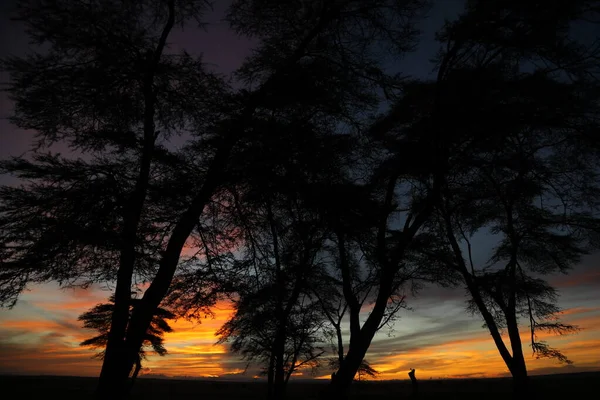 Silueta Tiro Árbol — Foto de Stock