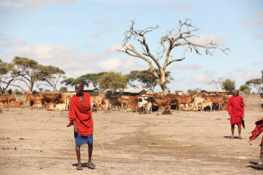 Masai Kabileleri Kenya Afrika 'da 31 Ağustos 2019