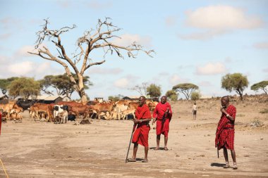 Masai Kabileleri Kenya Afrika 'da 31 Ağustos 2019
