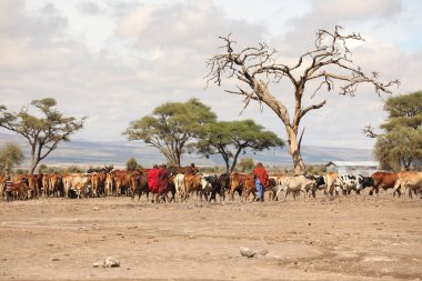 Kenya Afrika İnekleri ile Masai Kabilesi 31 Ağustos 2019