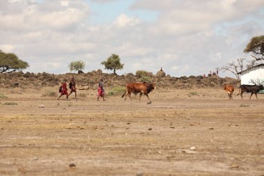 Kenya Afrika İnekleri ile Masai Kabilesi 31 Ağustos 2019