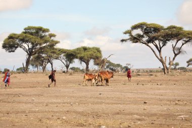 Kenya Afrika İnekleri ile Masai Kabilesi 31 Ağustos 2019