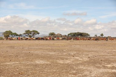 Masai Tribe with Cows Kenya Africa 31st Aug 2019 clipart