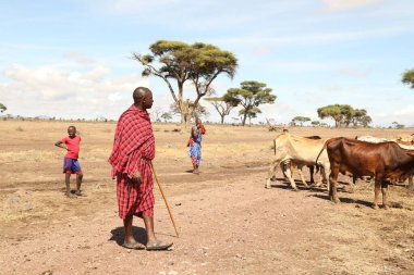 Masai Kabileleri Kenya Afrika 'da 31 Ağustos 2019