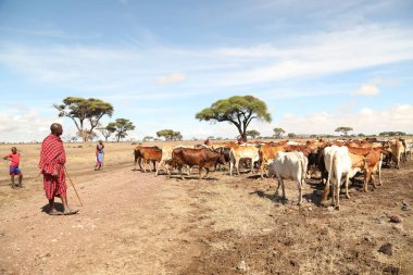 Kenya Afrika İnekleri ile Masai Kabilesi 31 Ağustos 2019