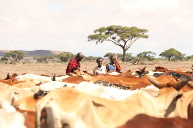 Kenya Afrika İnekleri ile Masai Kabilesi 31 Ağustos 2019