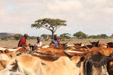 Kenya Afrika İnekleri ile Masai Kabilesi 31 Ağustos 2019