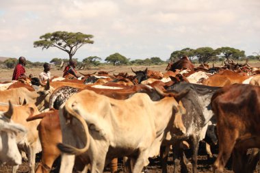 Kenya Afrika İnekleri ile Masai Kabilesi 31 Ağustos 2019