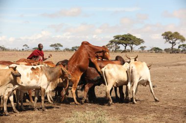 Kenya Afrika İnekleri ile Masai Kabilesi 31 Ağustos 2019