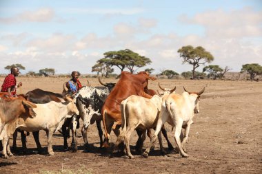 Kenya Afrika İnekleri ile Masai Kabilesi 31 Ağustos 2019
