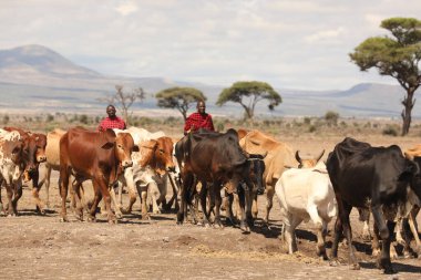 Kenya Afrika İnekleri ile Masai Kabilesi 28 Kasım 2019
