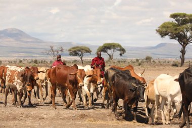 Kenya Afrika İnekleri ile Masai Kabilesi 28 Kasım 2019